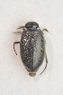  ( - IBSAS-TA3425)  @13 [ ] CreativeCommons  Attribution Non-Commercial Share-Alike (2017) Unspecified Slovak Academy of Sciences, Plant Science and Biodiversity Centre