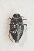  ( - IBSAS-TA3425)  @12 [ ] CreativeCommons  Attribution Non-Commercial Share-Alike (2017) Unspecified Slovak Academy of Sciences, Plant Science and Biodiversity Centre