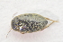 ( - IBSAS-TA3465)  @11 [ ] CreativeCommons  Attribution Non-Commercial Share-Alike (2018) Unspecified Slovak Academy of Sciences, Plant Science and Biodiversity Centre