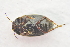  ( - IBSAS-TA3465)  @11 [ ] CreativeCommons  Attribution Non-Commercial Share-Alike (2018) Unspecified Slovak Academy of Sciences, Plant Science and Biodiversity Centre