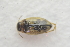  ( - IBSAS-TA3476)  @11 [ ] CreativeCommons  Attribution Non-Commercial Share-Alike (2018) Unspecified Slovak Academy of Sciences, Plant Science and Biodiversity Centre