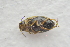  ( - IBSAS-TA3476)  @11 [ ] CreativeCommons  Attribution Non-Commercial Share-Alike (2018) Unspecified Slovak Academy of Sciences, Plant Science and Biodiversity Centre