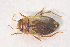  ( - IBSAS-TA3485)  @12 [ ] CreativeCommons  Attribution Non-Commercial Share-Alike (2018) Unspecified Slovak Academy of Sciences, Plant Science and Biodiversity Centre