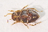  ( - IBSAS-TA3485)  @12 [ ] CreativeCommons  Attribution Non-Commercial Share-Alike (2018) Unspecified Slovak Academy of Sciences, Plant Science and Biodiversity Centre