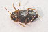  ( - IBSAS-TA3487)  @12 [ ] CreativeCommons  Attribution Non-Commercial Share-Alike (2018) Unspecified Slovak Academy of Sciences, Plant Science and Biodiversity Centre