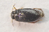  ( - IBSAS-TA3499)  @11 [ ] CreativeCommons  Attribution Non-Commercial Share-Alike (2018) Unspecified Slovak Academy of Sciences, Plant Science and Biodiversity Centre