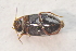  ( - IBSAS-TA3499)  @11 [ ] CreativeCommons  Attribution Non-Commercial Share-Alike (2018) Unspecified Slovak Academy of Sciences, Plant Science and Biodiversity Centre