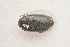  ( - IBSAS-TA3545)  @11 [ ] CreativeCommons  Attribution Non-Commercial Share-Alike (2018) Unspecified Slovak Academy of Sciences, Plant Science and Biodiversity Centre