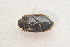  ( - IBSAS-TA3545)  @11 [ ] CreativeCommons  Attribution Non-Commercial Share-Alike (2018) Unspecified Slovak Academy of Sciences, Plant Science and Biodiversity Centre