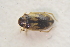  ( - IBSAS-TA3554)  @11 [ ] CreativeCommons  Attribution Non-Commercial Share-Alike (2018) Unspecified Slovak Academy of Sciences, Plant Science and Biodiversity Centre