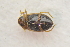  ( - IBSAS-TA3554)  @11 [ ] CreativeCommons  Attribution Non-Commercial Share-Alike (2018) Unspecified Slovak Academy of Sciences, Plant Science and Biodiversity Centre