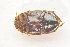  ( - IBSAS-TA3574)  @11 [ ] CreativeCommons  Attribution Non-Commercial Share-Alike (2018) Unspecified Slovak Academy of Sciences, Plant Science and Biodiversity Centre