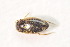  ( - IBSAS-TA3719)  @11 [ ] CreativeCommons  Attribution Non-Commercial Share-Alike (2018) Unspecified Slovak Academy of Sciences, Plant Science and Biodiversity Centre