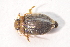  ( - IBSAS-TA3743)  @11 [ ] CreativeCommons  Attribution Non-Commercial Share-Alike (2018) Unspecified Slovak Academy of Sciences, Plant Science and Biodiversity Centre