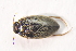  ( - IBSAS-TA3758)  @11 [ ] CreativeCommons  Attribution Non-Commercial Share-Alike (2018) Unspecified Slovak Academy of Sciences, Plant Science and Biodiversity Centre