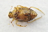  ( - IBSAS-TA3767)  @11 [ ] CreativeCommons  Attribution Non-Commercial Share-Alike (2018) Unspecified Slovak Academy of Sciences, Plant Science and Biodiversity Centre