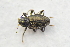  ( - IBSAS-TA3775)  @11 [ ] CreativeCommons  Attribution Non-Commercial Share-Alike (2018) Unspecified Slovak Academy of Sciences, Plant Science and Biodiversity Centre