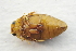  ( - IBSAS-TA3788)  @11 [ ] CreativeCommons  Attribution Non-Commercial Share-Alike (2018) Unspecified Slovak Academy of Sciences, Plant Science and Biodiversity Centre