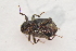  ( - IBSAS-TA3827)  @11 [ ] CreativeCommons  Attribution Non-Commercial Share-Alike (2018) Unspecified Slovak Academy of Sciences, Plant Science and Biodiversity Centre