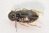  ( - IBSAS-TA3835)  @11 [ ] CreativeCommons  Attribution Non-Commercial Share-Alike (2018) Unspecified Slovak Academy of Sciences, Plant Science and Biodiversity Centre