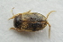  ( - IBSAS-TA3839)  @12 [ ] CreativeCommons  Attribution Non-Commercial Share-Alike (2018) Unspecified Slovak Academy of Sciences, Plant Science and Biodiversity Centre