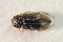  ( - IBSAS-TA3859)  @11 [ ] CreativeCommons  Attribution Non-Commercial Share-Alike (2018) Unspecified Slovak Academy of Sciences, Plant Science and Biodiversity Centre