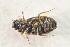  ( - IBSAS-TA3868)  @11 [ ] CreativeCommons  Attribution Non-Commercial Share-Alike (2018) Unspecified Slovak Academy of Sciences, Plant Science and Biodiversity Centre