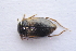 ( - IBSAS-TA3875)  @12 [ ] CreativeCommons  Attribution Non-Commercial Share-Alike (2018) Unspecified Slovak Academy of Sciences, Plant Science and Biodiversity Centre