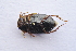  ( - IBSAS-TA3875)  @12 [ ] CreativeCommons  Attribution Non-Commercial Share-Alike (2018) Unspecified Slovak Academy of Sciences, Plant Science and Biodiversity Centre