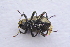  ( - IBSAS-TA3880)  @11 [ ] CreativeCommons  Attribution Non-Commercial Share-Alike (2018) Unspecified Slovak Academy of Sciences, Plant Science and Biodiversity Centre