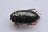  ( - IBSAS-TA3885)  @11 [ ] CreativeCommons  Attribution Non-Commercial Share-Alike (2018) Unspecified Slovak Academy of Sciences, Plant Science and Biodiversity Centre