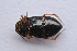 ( - IBSAS-TA3885)  @11 [ ] CreativeCommons  Attribution Non-Commercial Share-Alike (2018) Unspecified Slovak Academy of Sciences, Plant Science and Biodiversity Centre