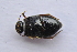  ( - IBSAS-TA3886)  @11 [ ] CreativeCommons  Attribution Non-Commercial Share-Alike (2018) Unspecified Slovak Academy of Sciences, Plant Science and Biodiversity Centre