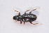  ( - IBSAS-TA3912)  @11 [ ] CreativeCommons  Attribution Non-Commercial Share-Alike (2018) Unspecified Slovak Academy of Sciences, Plant Science and Biodiversity Centre