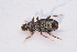  (Hydraena saga - IBSAS-TA3912)  @11 [ ] CreativeCommons  Attribution Non-Commercial Share-Alike (2018) Unspecified Slovak Academy of Sciences, Plant Science and Biodiversity Centre