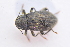  ( - IBSAS-TA3919)  @11 [ ] CreativeCommons  Attribution Non-Commercial Share-Alike (2018) Unspecified Slovak Academy of Sciences, Plant Science and Biodiversity Centre