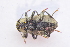  ( - IBSAS-TA3919)  @11 [ ] CreativeCommons  Attribution Non-Commercial Share-Alike (2018) Unspecified Slovak Academy of Sciences, Plant Science and Biodiversity Centre