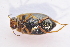  ( - IBSAS-TA3927)  @11 [ ] CreativeCommons  Attribution Non-Commercial Share-Alike (2018) Unspecified Slovak Academy of Sciences, Plant Science and Biodiversity Centre