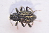  ( - IBSAS-TA3931)  @11 [ ] CreativeCommons  Attribution Non-Commercial Share-Alike (2018) Unspecified Slovak Academy of Sciences, Plant Science and Biodiversity Centre