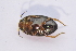  ( - IBSAS-TA3977)  @11 [ ] CreativeCommons  Attribution Non-Commercial Share-Alike (2018) Unspecified Slovak Academy of Sciences, Plant Science and Biodiversity Centre