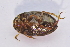  ( - IBSAS-TA3988)  @11 [ ] CreativeCommons  Attribution Non-Commercial Share-Alike (2018) Unspecified Slovak Academy of Sciences, Plant Science and Biodiversity Centre