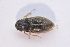  ( - IBSAS-TA3991)  @11 [ ] CreativeCommons  Attribution Non-Commercial Share-Alike (2018) Unspecified Slovak Academy of Sciences, Plant Science and Biodiversity Centre