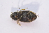  ( - IBSAS-TA3991)  @11 [ ] CreativeCommons  Attribution Non-Commercial Share-Alike (2018) Unspecified Slovak Academy of Sciences, Plant Science and Biodiversity Centre