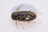  ( - IBSAS-TA3994)  @11 [ ] CreativeCommons  Attribution Non-Commercial Share-Alike (2018) Unspecified Slovak Academy of Sciences, Plant Science and Biodiversity Centre