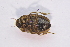  ( - IBSAS-TA3998)  @11 [ ] CreativeCommons  Attribution Non-Commercial Share-Alike (2018) Unspecified Slovak Academy of Sciences, Plant Science and Biodiversity Centre