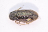  ( - IBSAS-TA4020)  @11 [ ] CreativeCommons  Attribution Non-Commercial Share-Alike (2018) Unspecified Slovak Academy of Sciences, Plant Science and Biodiversity Centre