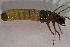  ( - IBSAS-TA4294)  @11 [ ] CreativeCommons  Attribution Non-Commercial Share-Alike (2020) Unspecified Slovak Academy of Sciences, Plant Science and Biodiversity Centre