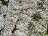  ( - SNMH21)  @11 [ ] CreativeCommons  Attribution Non-Commercial Share-Alike (2018) Ivona Kautmanova Slovak National Museum-Natural History Museum
