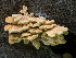  ( - SNMH244)  @11 [ ] CreativeCommons  Attribution Non-Commercial Share-Alike (2026) Ivona Kautmanova Slovak National Museum-Natural History Museum