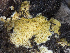  (Phanerochaetaceae - SNMH246)  @11 [ ] CreativeCommons  Attribution Non-Commercial Share-Alike (2027) Ivona Kautmanova Slovak National Museum-Natural History Museum